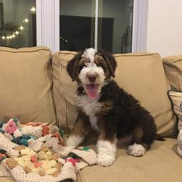 Aussiedoodle, Bernedoodle, and Poodle Puppies from Miller's Doodles