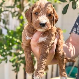 Shark - Red  male Goldendoodle puppy in Garden Grove, California from Sunkissed Doodles