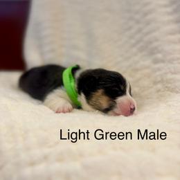 Light Green Male - Black and tan male Pembroke Welsh Corgi puppy in La Porte City, Iowa from Cedar River Corgis