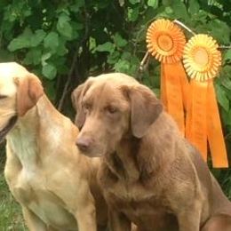 Labrador Retriever All Grown Up from Tom Kuball's Labrador Retrievers