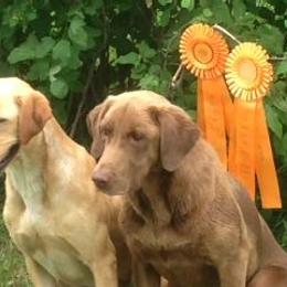 Labrador Retriever All Grown Up from Tom Kuball's Labrador Retrievers