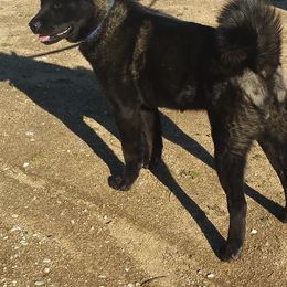 Akita from Midnight Akitas