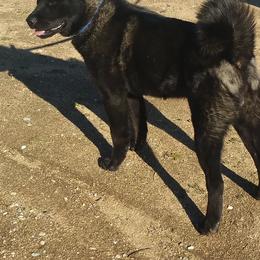 Akita from Midnight Akitas