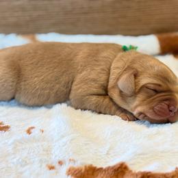 Green collar - Yellow male Labrador Retriever puppy in Big River, California from Cozy Acres Farm Labradors
