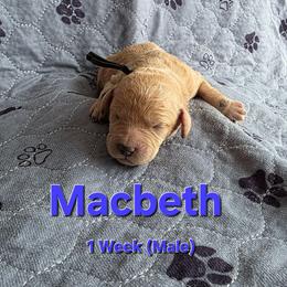 Macbeth - Cream male Labradoodle puppy in Genoa City, Wisconsin from Sakura Pups