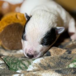 Duckie - Blue mottled female Australian Cattle Dog puppy in Rosharon, Texas from 4Surge Cattle Dogs