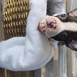 Boston Terrier Puppies from Dixieland Bostons