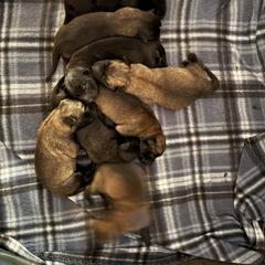 Male 2 - Fawn sable male Belgian Malinois puppy in Alger, Michigan from Aspen’s Edge Kennel