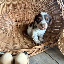 Lucy - Piebald female Dachshund puppy in Cabool, Missouri from White Cottage Dachshunds