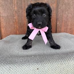 Posh - Black phantom female Aussiedoodle puppy in Eastland, Texas from H5 Mini Doodles