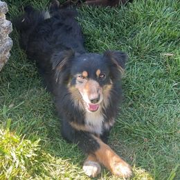 Zella - Australian Shepherd