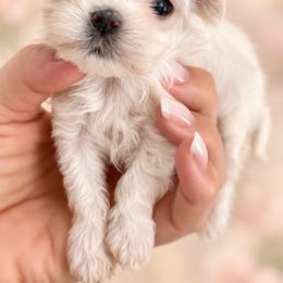 NORA - White female Maltese puppy in San Diego, Temecula, Ontario, California from Yorkie & Maltese Royalty