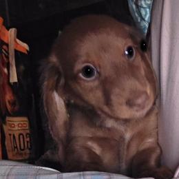 Cooper - Red male Dachshund puppy in Henderson, Tennessee from ELLIES DARLIN DOXIES