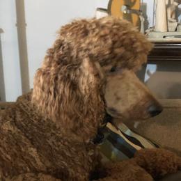 Jack - Poodle