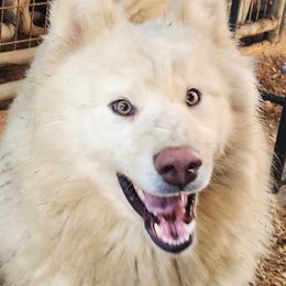 Tohbi - Native American Indian Dog