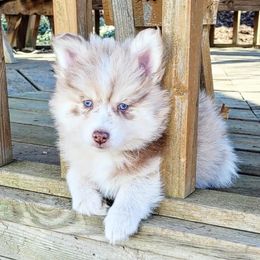 Pomsky Puppies from Fox Meadow Pomskies