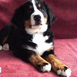 Bernedoodle and Bernese Mountain Dog Puppies from Holston Hollow Farm
