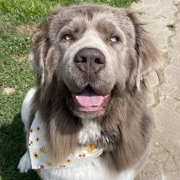Gracie - Newfoundland