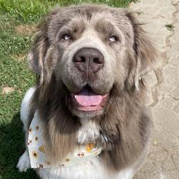 Gracie - Newfoundland