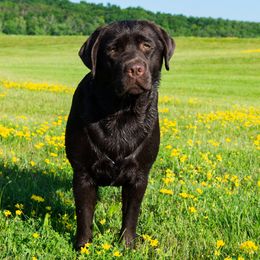 Labrador Retrievers from Three Peaks Labradors & Training LLC
