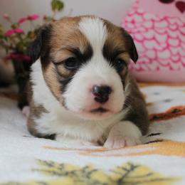 Girl 3 - Red female Pembroke Welsh Corgi puppy in Mountain View, Hawaii from Celtic Corgis