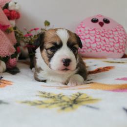 Girl 3 - Red female Pembroke Welsh Corgi puppy in Mountain View, Hawaii from Celtic Corgis