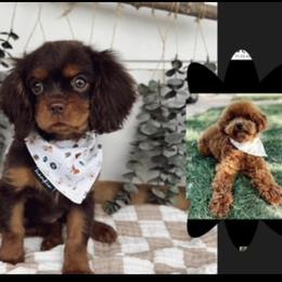 Cavapoo puppies from Pedersendoodles