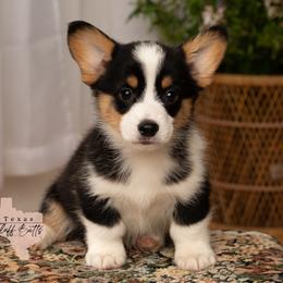 King of Hearts- BOY(triple clear, possible fluffy carrier) - Black and tan male Pembroke Welsh Corgi puppy in Keene, Texas from Texas Fluff Butts and Friends