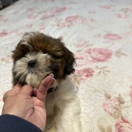 Coco grey - Chocolate female Shih Tzu puppy in Temple, Pennsylvania from Kathy Diego's Shih Tzus
