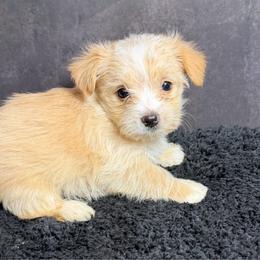 Bear - Gold and white male Shorkie puppy in Ocala, Florida from Yorkie  And Shih Tzu Love