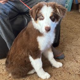 Sunny - Red tri-color male Australian Shepherd puppy in Lancaster, California from Al Sira Australian Shepherds