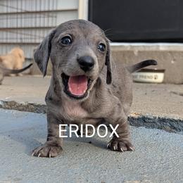 Panthora - Black female Dachshund puppy in Missouri from Eridox Dachshunds