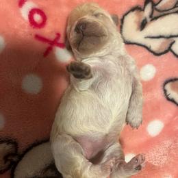 Chanel - Apricot female Poodle puppy in Gastonia, North Carolina from Precious pups dynasty kennel