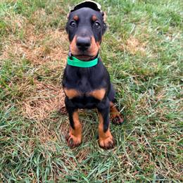 Slate - Black and rust male Doberman Pinscher puppy in Wirtz, Virginia from Ludic Kennels