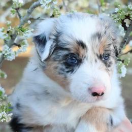Tchaikovsky (ABCA registered) - White and blue merle female Border Collie puppy in Bronson, Florida from Sandhill Ranch Border Collies