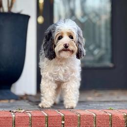 Izzy - Cavapoo