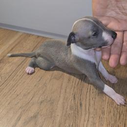 Italian Greyhound and Weimaraner Puppies from Quality Italian Greyhounds