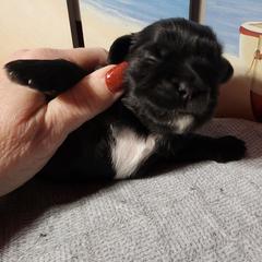 Knight - Black and white male Shichon puppy in Imperial, Missouri from Shichon Teddybear  puppies of Miss
