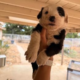 Fia - Gray and white female Old English Sheepdog puppy in Acton, California from Fab OES