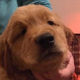 Golden Retrievers from Artondale Golden Retrievers