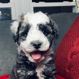 Rudolph - Black and white male Sheepadoodle puppy in Pataskala And Thornville, Ohio from Four Front Doodles - Pataskala