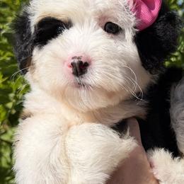 Bernedoodles, Cavapoos, and Goldendoodles from Adored Poodle & Doodles