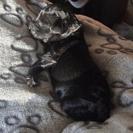 CAPONE - Phantom male Poodle puppy in Aurora, Colorado from Simply Amazing Doodles