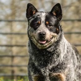 Zapper  - Australian Cattle Dog