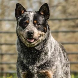 Zapper  - Australian Cattle Dog