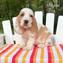 Aspen - Red and white female Basset Hound puppy in Dingess, West Virginia from Tuckers' Howling Hounds