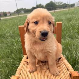 AKC Yellow collar Boy - Dark golden male Golden Retriever puppy in Joshua, Texas from 3 Gun Retrievers