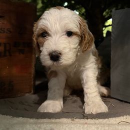 Blitzen (Blitzy) - Red female Bernedoodle puppy in Williamston, South Carolina from Sassy Bob’s Dogs