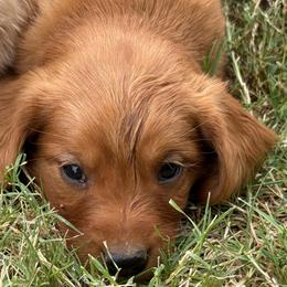 Hannah's boy - Dark golden male Golden Retriever puppy in Mesa, Arizona from Grand Canyon Goldens