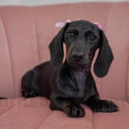 Onyx - Black female Dachshund puppy in Temecula, California from Naomi Magee's Dachshund Kennel